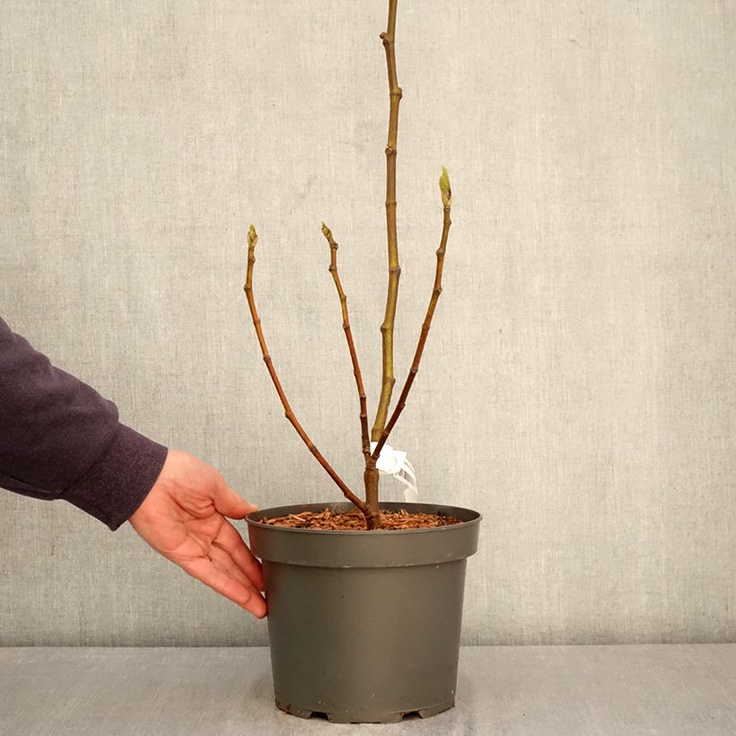 Fig Tree Brunswick - Ficus carica 4L/5L pot, Bush sample as delivered in spring