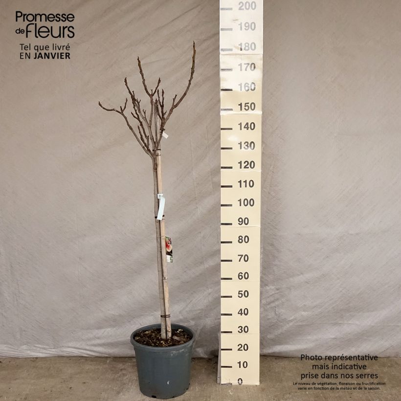 Fig Tree Marseillaise - Ficus carica 7.5L/10L pot, Half standard sample as delivered in winter