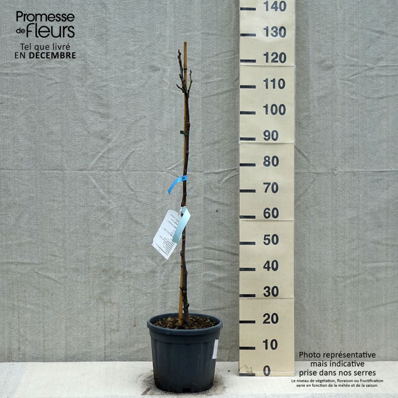 Fig Tree Grise De Tarascon - Ficus carica 7.5L/10L pot, Half standard sample as delivered in winter