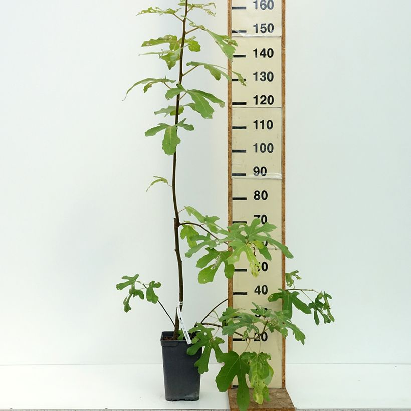 Fig Tree Grise De Tarascon - Ficus carica 4L/5L pot, Bush sample as delivered in summer