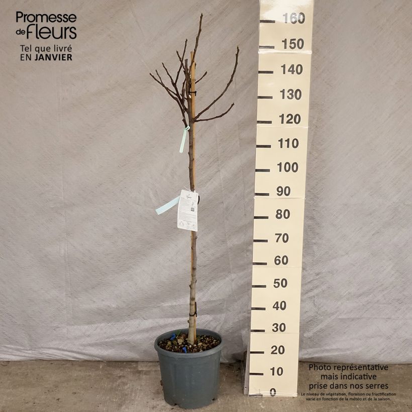 Fig Tree Osborn's Prolific - Ficus carica 7.5L/10L pot, Half standard sample as delivered in winter