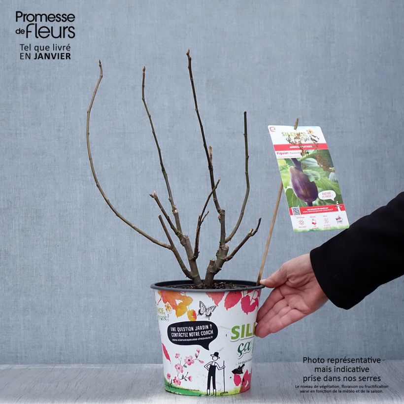 Fig Tree Osborn's Prolific - Ficus carica 4L/5L pot sample as delivered in winter
