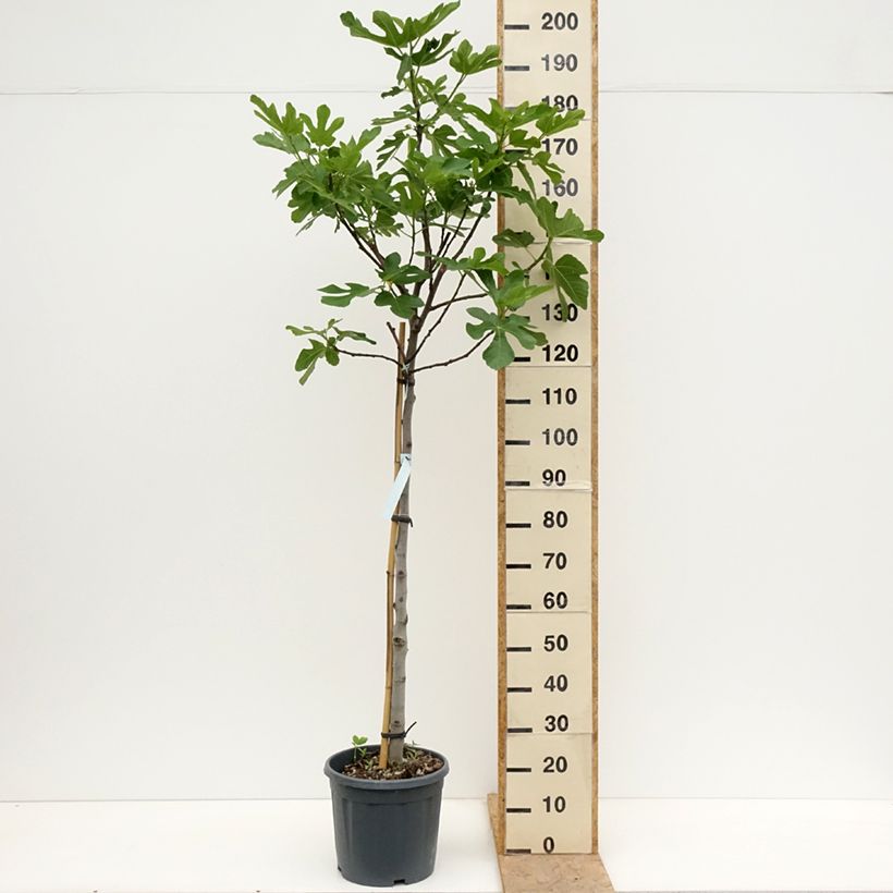 Fig Tree Osborn's Prolific - Ficus carica 7.5L/10L pot, Half standard sample as delivered in spring