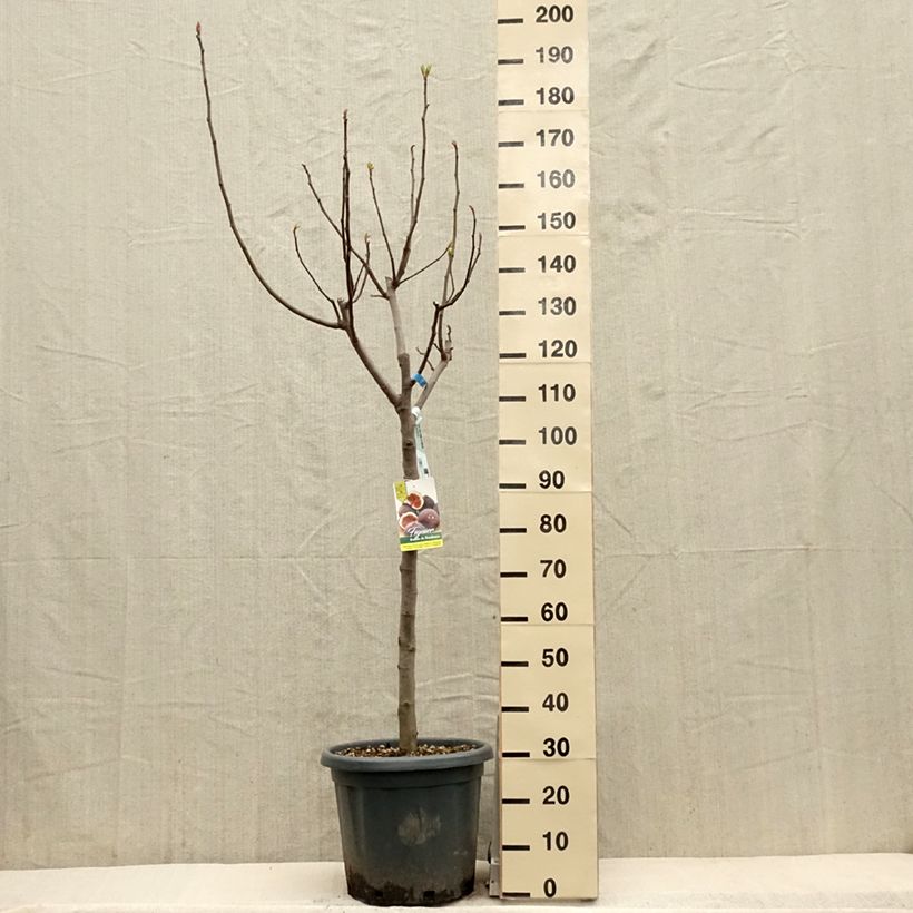 Fig Tree Ronde De Bordeaux - Ficus carica 7.5L/10L pot, Half standard sample as delivered in spring