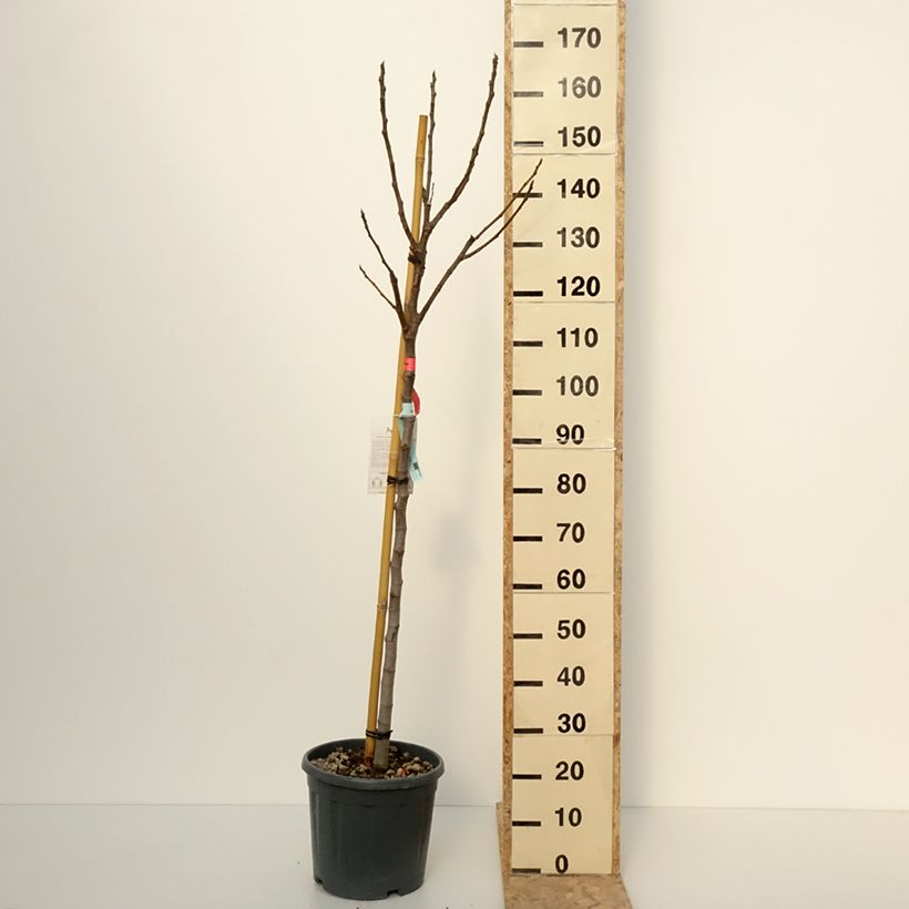 Fig Tree Sucre Vert - Ficus carica 7.5L/10L pot, Half standard sample as delivered in winter