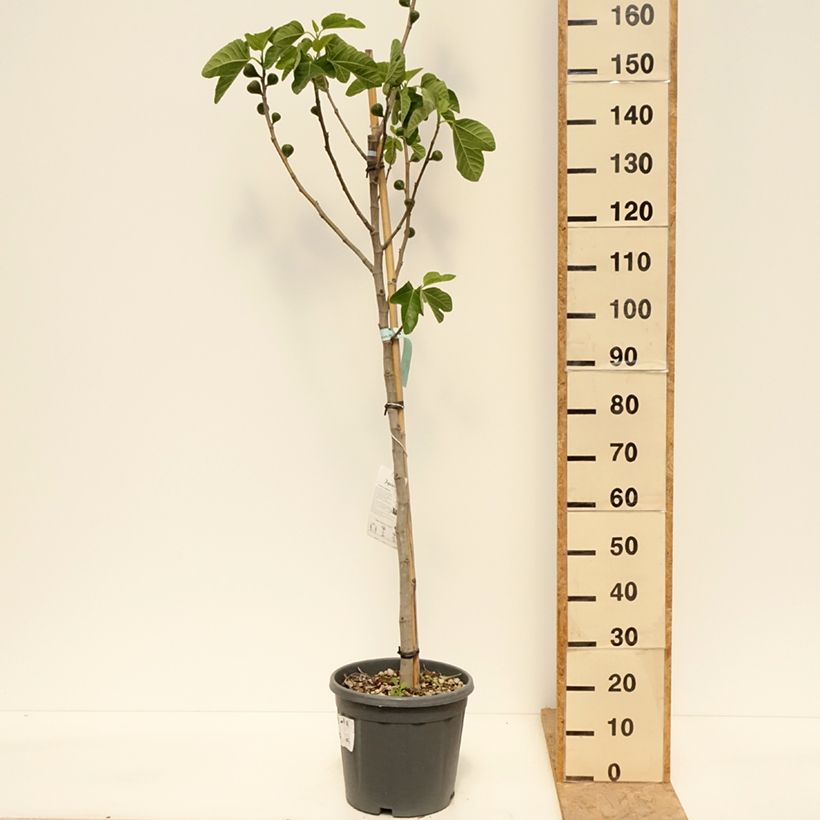 Fig Tree Sucre Vert - Ficus carica 7.5L/10L pot, Half standard sample as delivered in spring