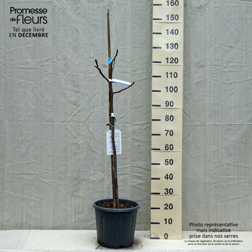 Fig Tree Sultane - Ficus carica 7.5L/10L pot, Half standard sample as delivered in winter