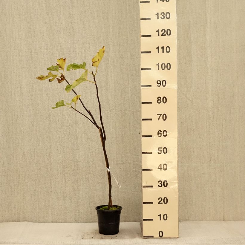 Ficus carica Firoma 2L/3L pot, Clump sample as delivered in autumn