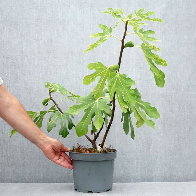 Fig Tree Goutte D'Or- Ficus carica 2L/3L pot sample as delivered in summer