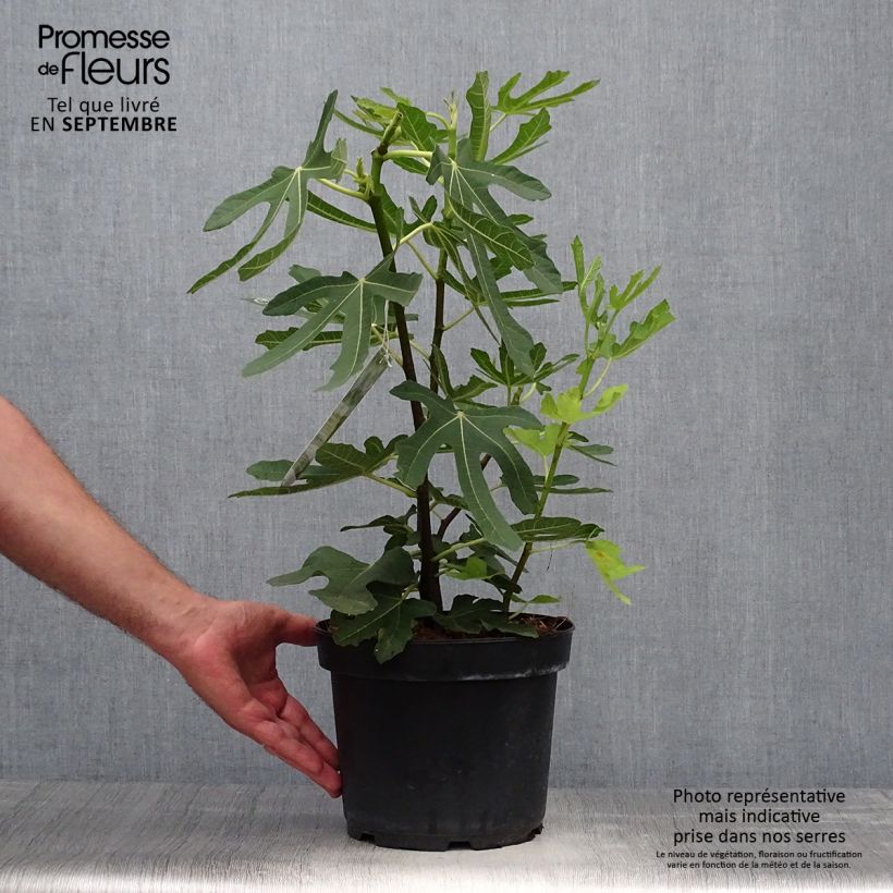Fig Tree Goutte D'Or- Ficus carica 2L/3L pot sample as delivered in autumn