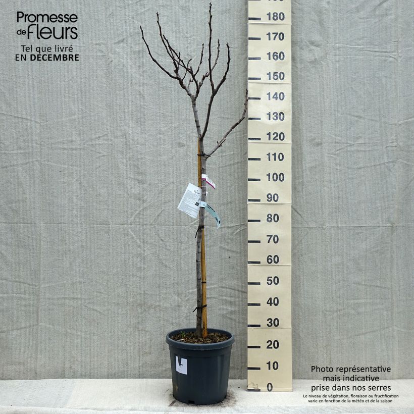 Fig tree Grise de Saint Jean - Ficus carica 7.5L/10L pot, Half standard sample as delivered in winter