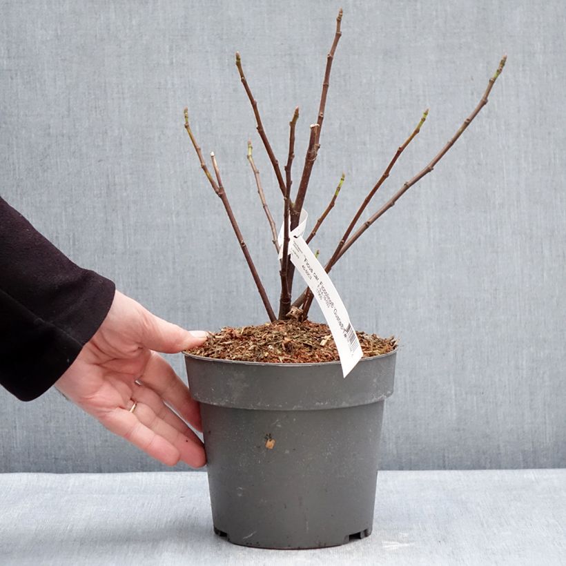 Ficus carica Gustis Ficcolino 2L/3L pot, Bush sample as delivered in winter