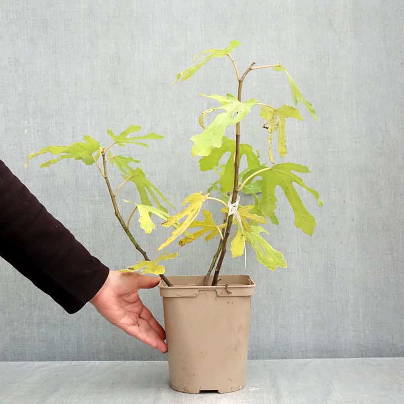 Ficus carica Ice Crystal 4L/5L pot, Bush sample as delivered in autumn
