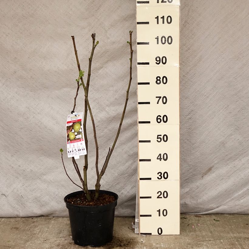 Fig Tree Jannot - Ficus carica 7.5L/10L pot, Half standard sample as delivered in spring