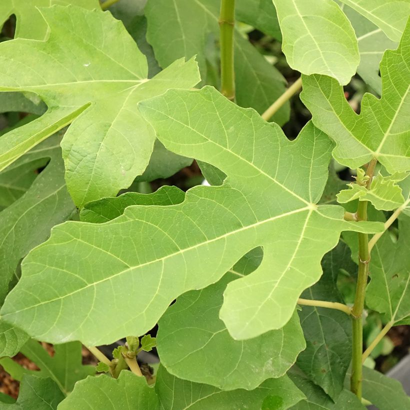 Ficus carica Jordan (Foliage)