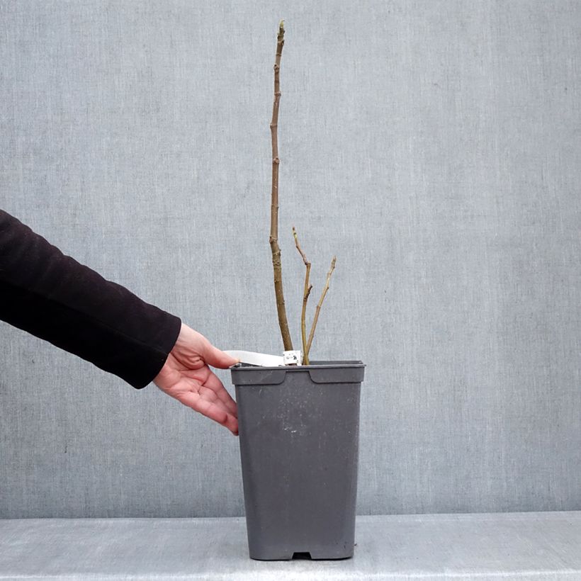 Fig Tree Kadota - Ficus carica 4L/5L pot sample as delivered in winter