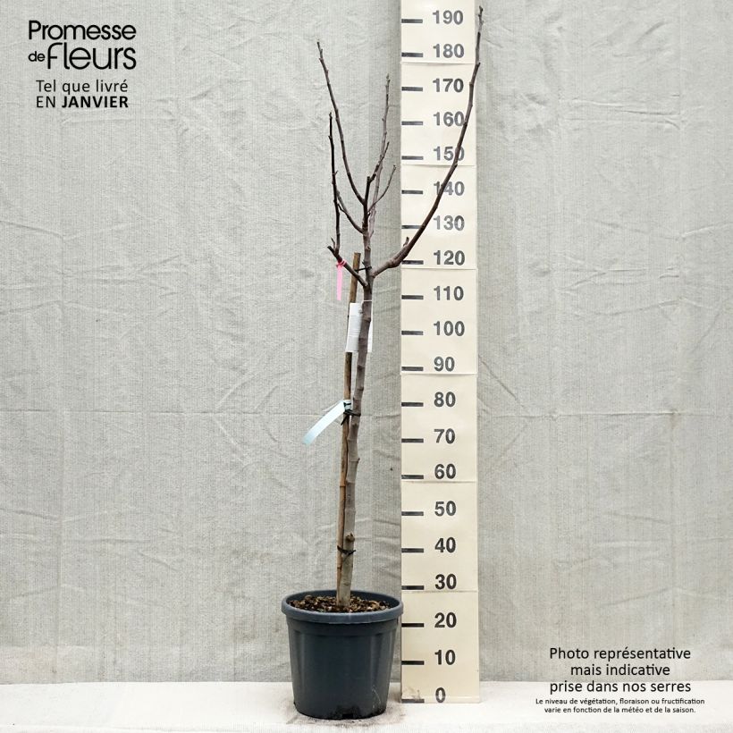 Fig Tree Longue d'Août - Ficus carica 7.5L/10L pot, Half standard sample as delivered in winter