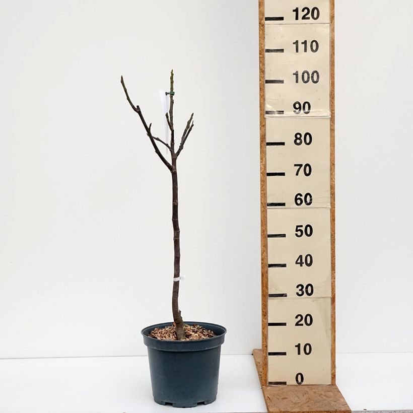 Fig Tree Madeleine des Deux Saisons - Ficus carica 7.5L/10L pot, Half standard sample as delivered in autumn