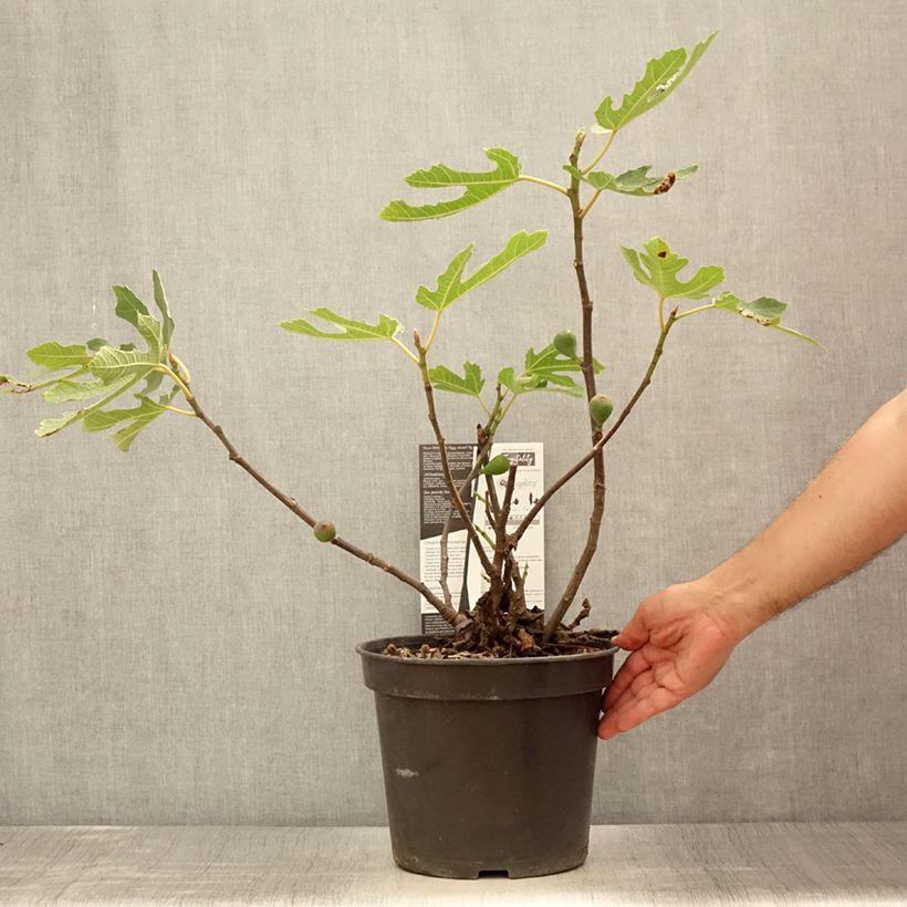 Ficus carica Figality 7.5L/10L pot, Bush sample as delivered in summer