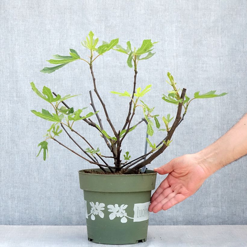 Fig Tree Lucky Berry 4L/5L pot, Clump sample as delivered in spring
