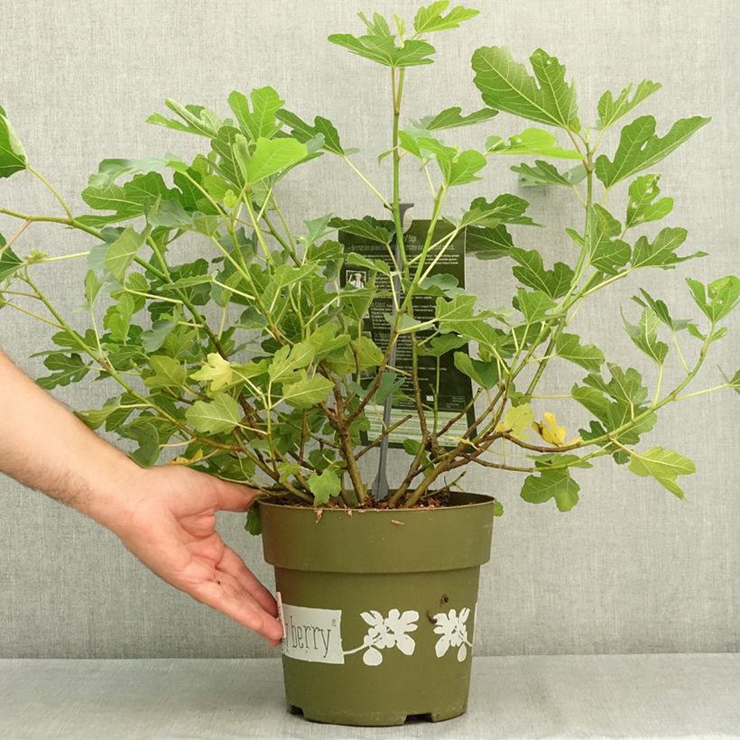 Fig Tree Lucky Berry 4L/5L pot, Clump sample as delivered in summer