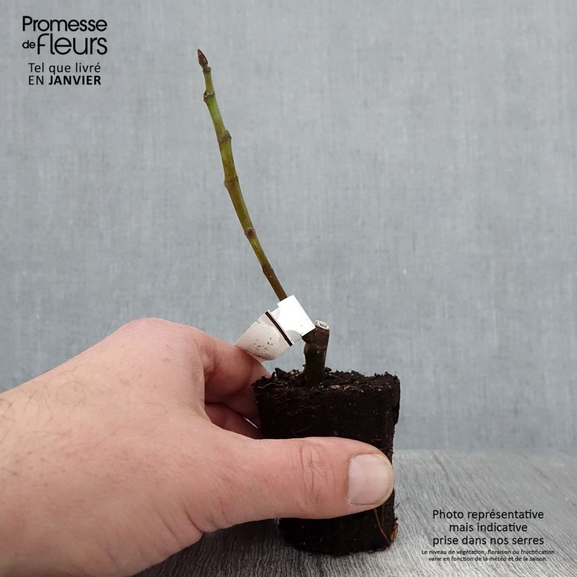 Fig Tree Noire de Bellone - Ficus carica 8/9 cm pot sample as delivered in winter