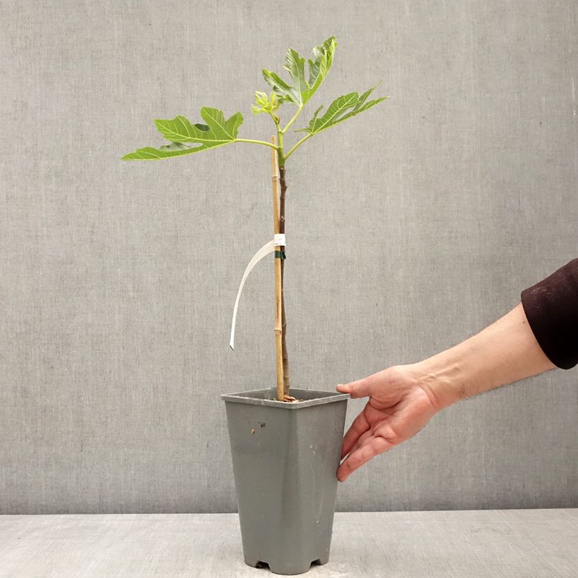 Fig Tree Noire de Bellone - Ficus carica 3L/4L pot, Bush sample as delivered in spring