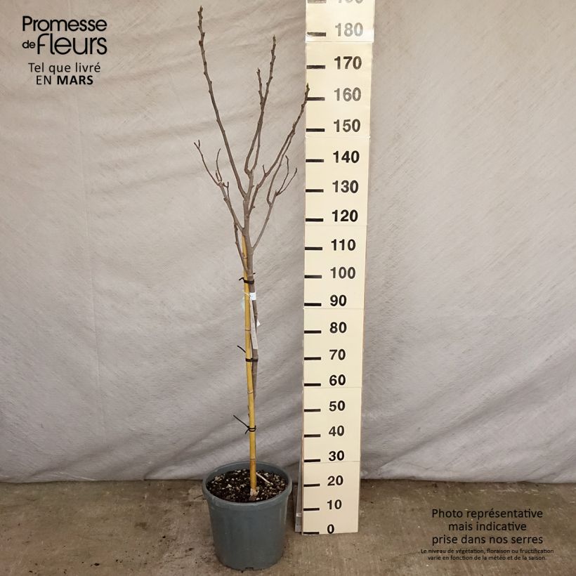 Fig Tree Noire de Caromb - Ficus carica 7.5L/10L pot, Quarter standard sample as delivered in spring