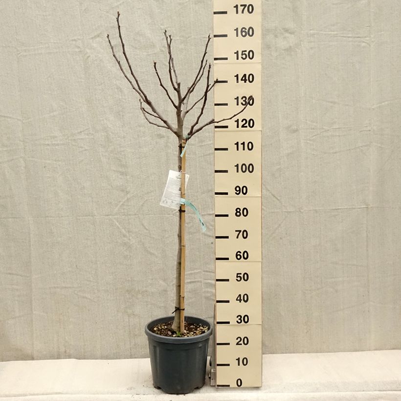 Ficus carica Précoce de Dalmatie 7.5L/10L pot, Half standard sample as delivered in spring