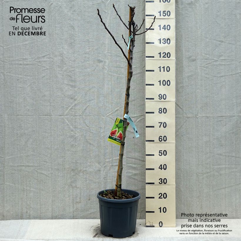 Ficus carica Précoce de Dalmatie 7.5L/10L pot, Half standard sample as delivered in winter