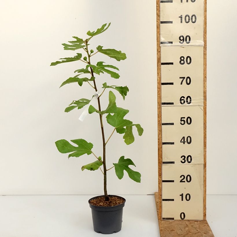 Fig Tree Ronde De Bordeaux - Ficus carica 2L/3L pot sample as delivered in autumn