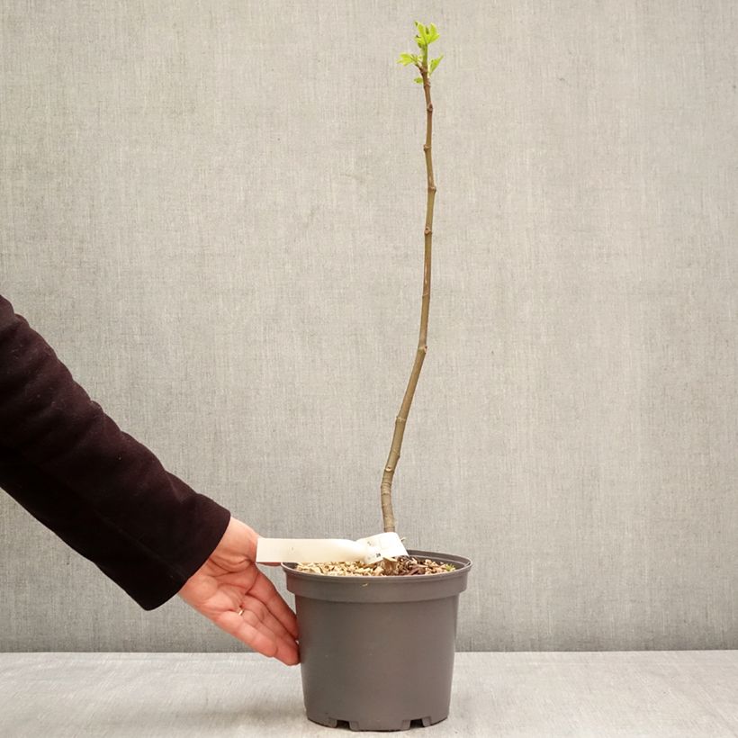 Fig Tree Ronde De Bordeaux - Ficus carica 2L/3L pot sample as delivered in spring