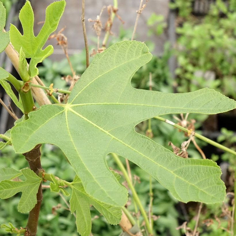 Fig Tree Ronde De Bordeaux - Ficus carica (Foliage)