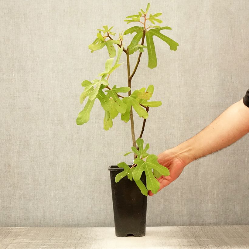 Fig Tree Rouge de Bordeaux - Ficus carica 2L/3L pot sample as delivered in summer