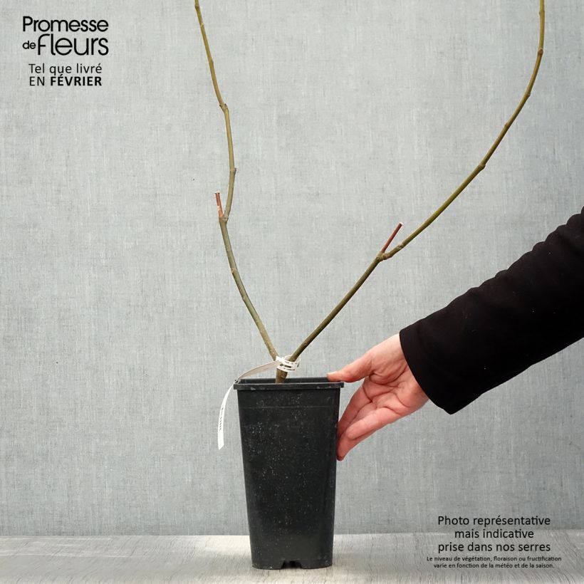 Fig Tree Rouge de Bordeaux - Ficus carica 2L/3L pot sample as delivered in winter