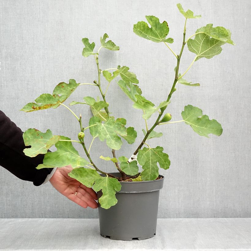 Fig Tree Terza - Ficus carica 4L/5L pot, Bush sample as delivered in autumn