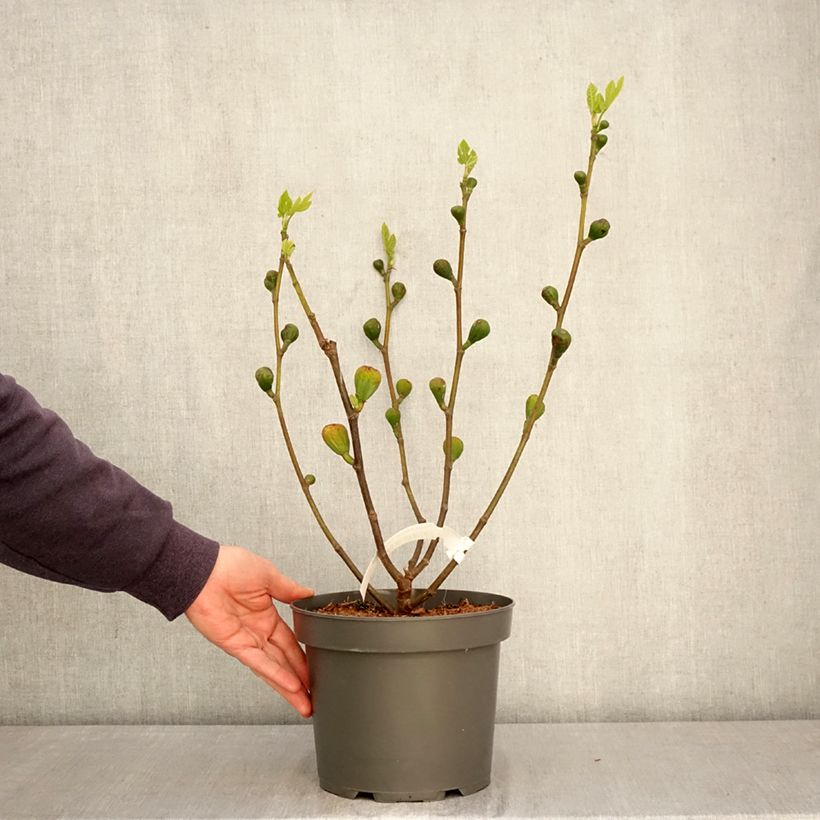 Fig Tree Terza - Ficus carica 4L/5L pot, Bush sample as delivered in spring