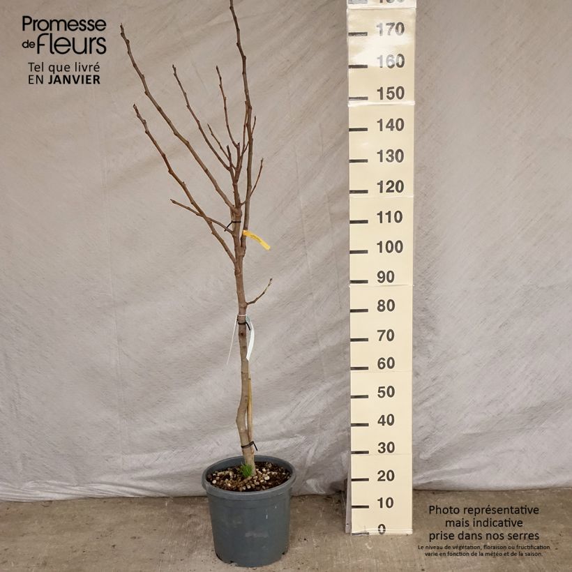 Fig Tree Violette Dauphine - Ficus carica 7.5L/10L pot, Half standard sample as delivered in winter