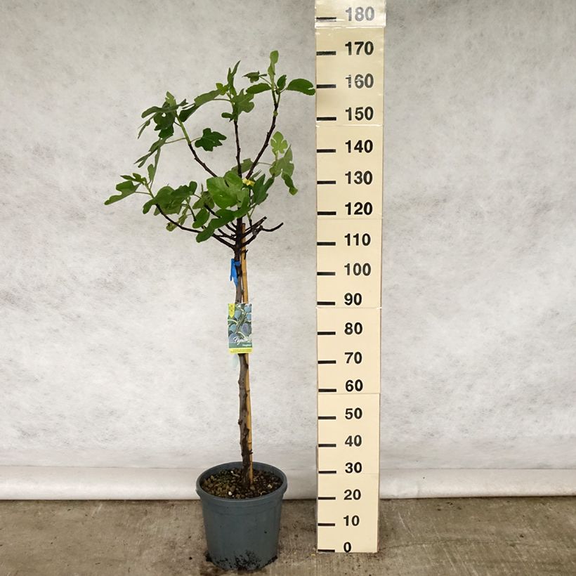 Fig Tree Violette Dauphine - Ficus carica 7.5L/10L pot, Half standard sample as delivered in spring