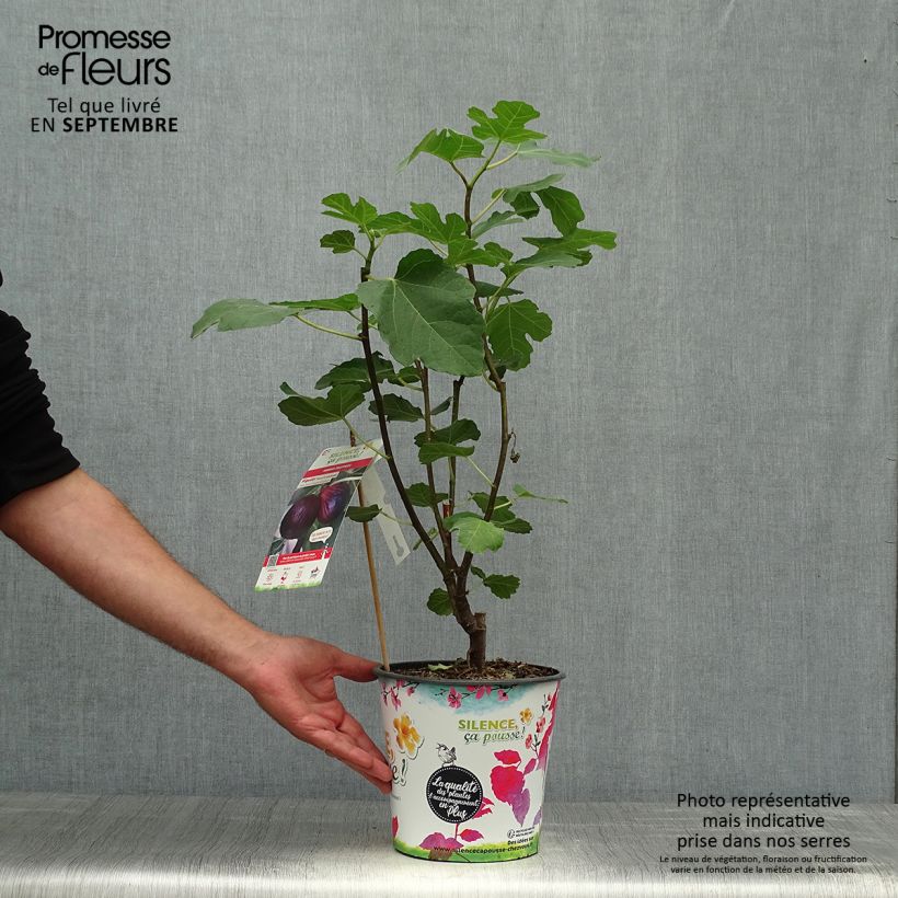 Fig Tree Violette Dauphine 2L/3L pot, Bush sample as delivered in autumn