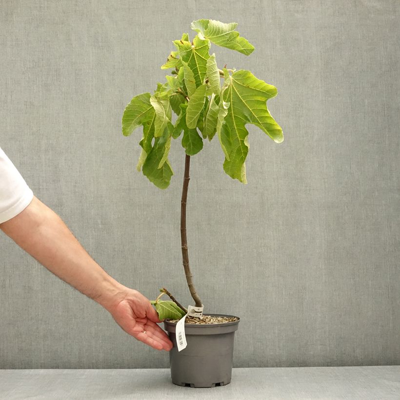 Fig Tree Violette de Sollies Ficus carica 3L/4L pot, Clump sample as delivered in spring
