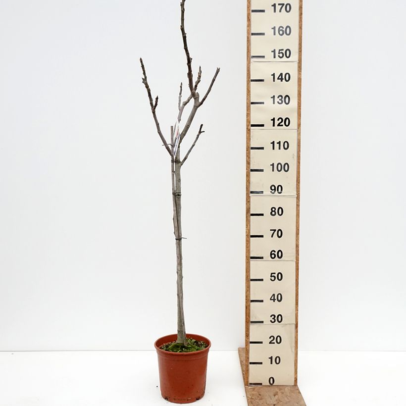 Fig Tree Violette de Sollies Ficus carica 7.5L/10L pot, Half standard sample as delivered in winter