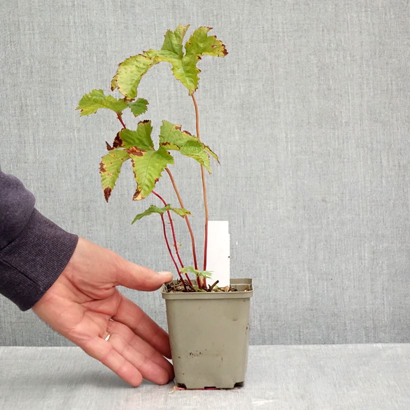 Filipendula purpurea - Purple Meadowsweet 8/9 cm pot sample as delivered in autumn