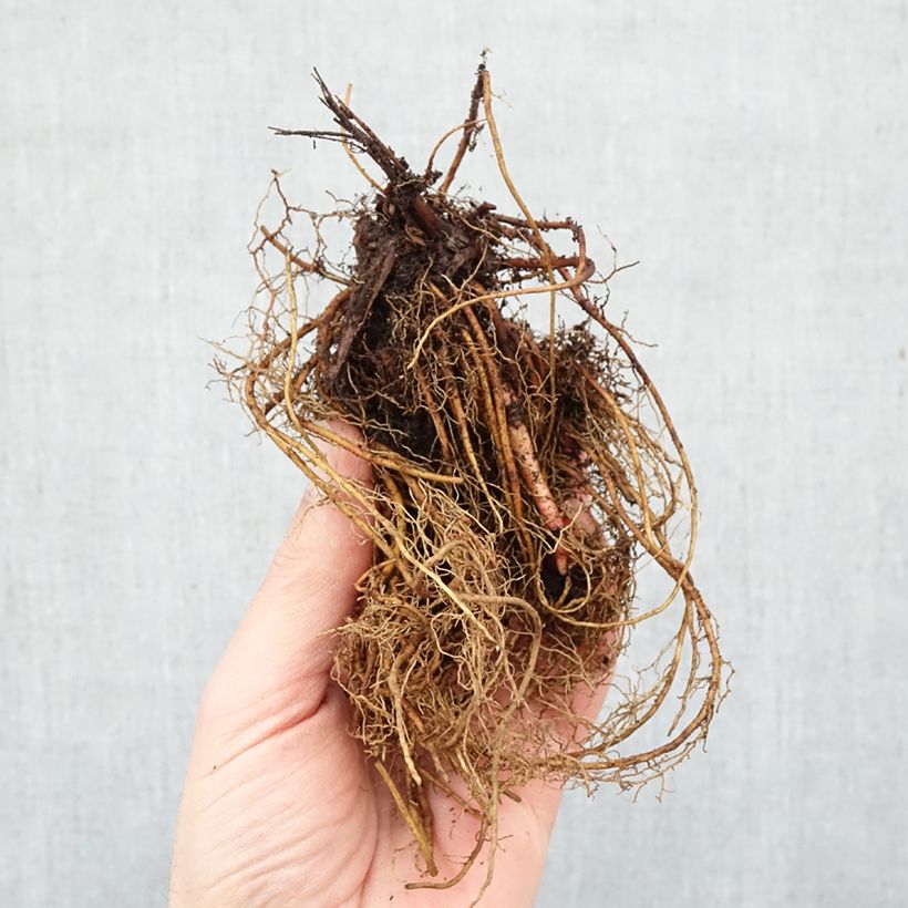 Filipendula rubra Venusta Bare root sample as delivered in winter