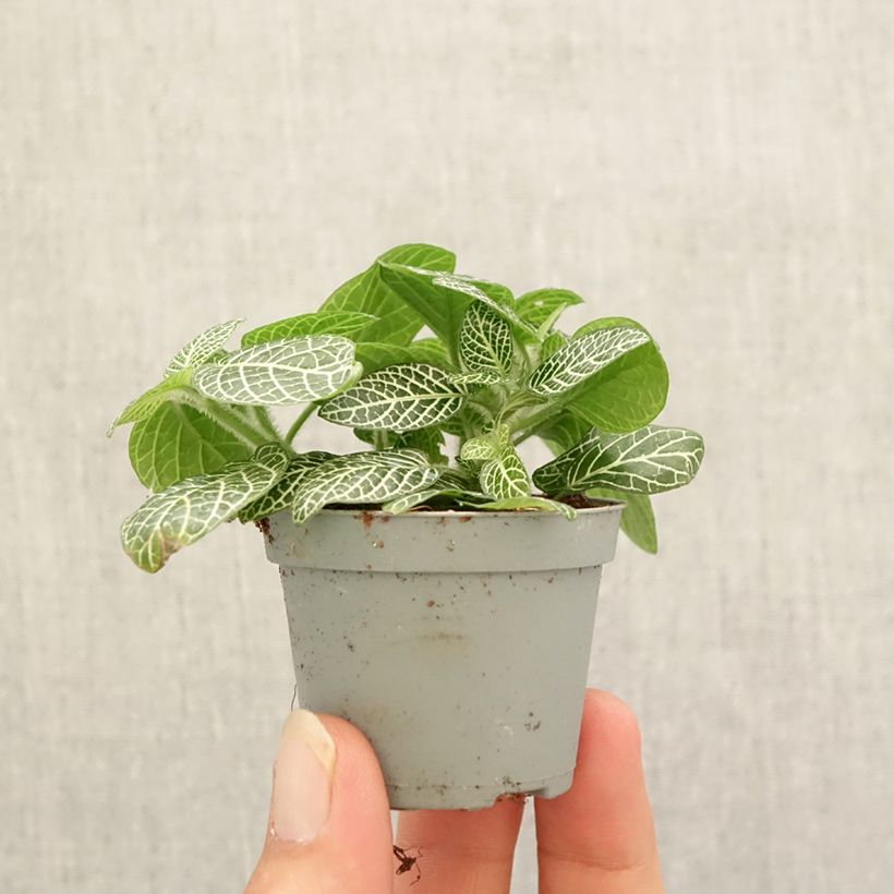 Fittonia albivenis Mini White - Nerve plant Mini-plante sample as delivered in autumn