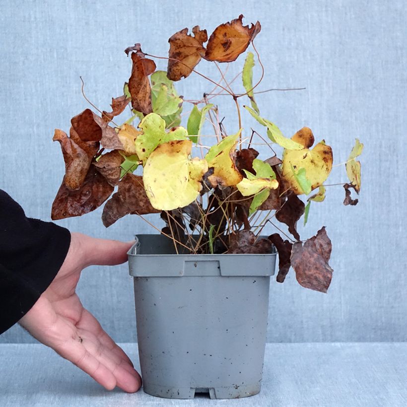 Epimedium pubigerum Orangekönigin - Barrenwort 2L/3L pot sample as delivered in autumn