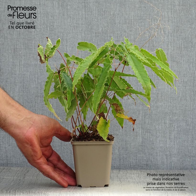 Epimedium Sphinx Twinkler - Barrenwort 8/9 cm pot sample as delivered in autumn