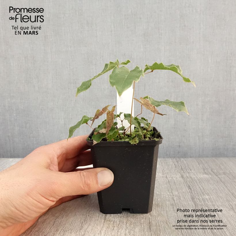 Epimedium wushanense Caramel - Barrenwort 8/9 cm pot sample as delivered in spring