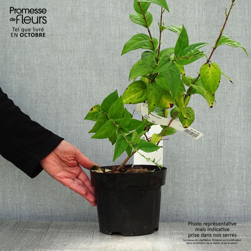 Abeliophyllum distichum - White Forsythia 2L/3L pot sample as delivered in autumn