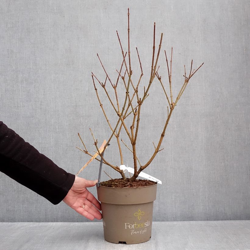 Forsythia x intermedia Forbeesia 4L/5L pot sample as delivered in winter